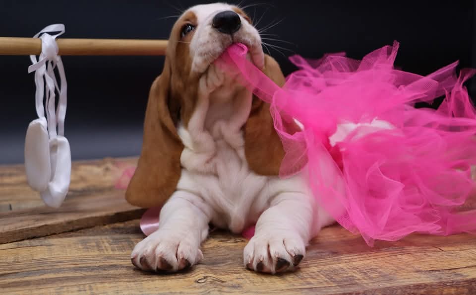 AKC Basset Hound puppy at HILLTOP BASSET HOUNTS PUPPIES