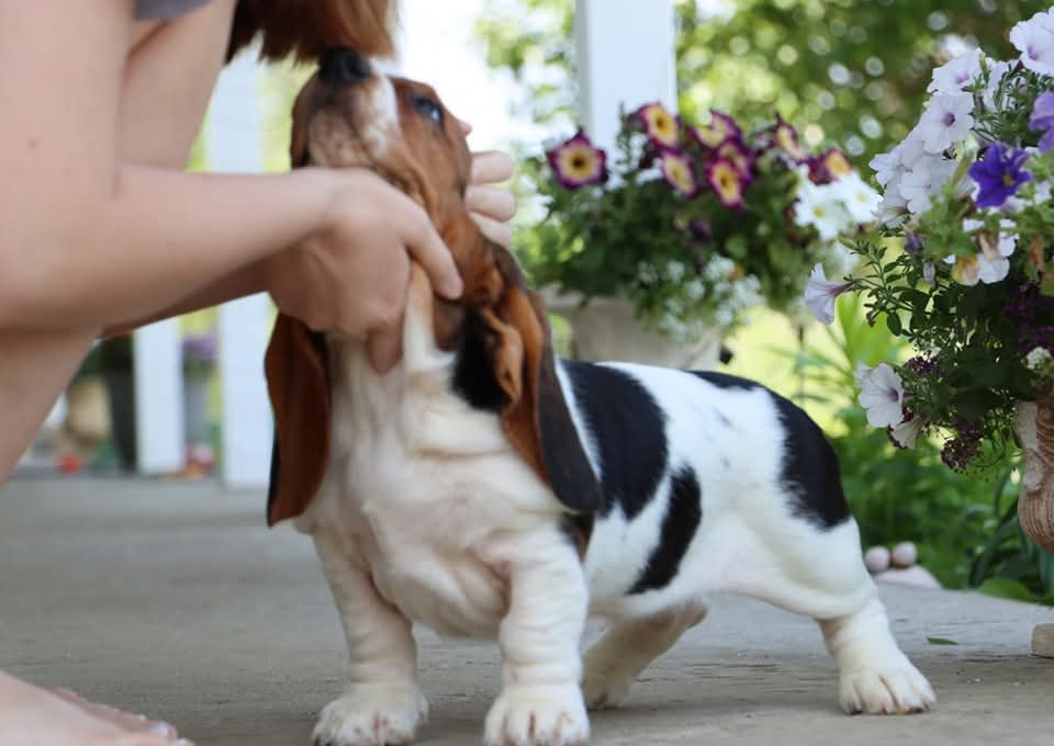 Two tan and white Basset Hound puppies