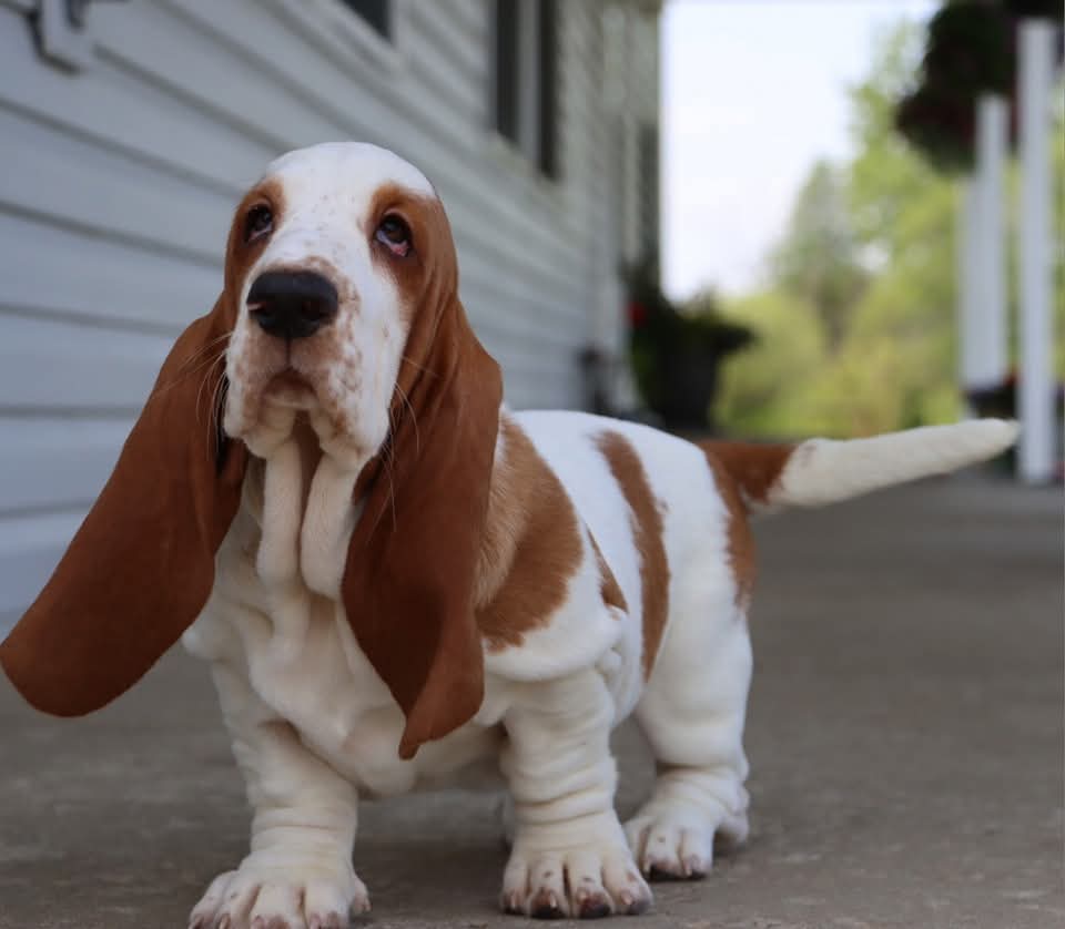 Basset Hounds ready for adoption