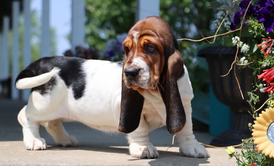 Basset Hound stud dogs