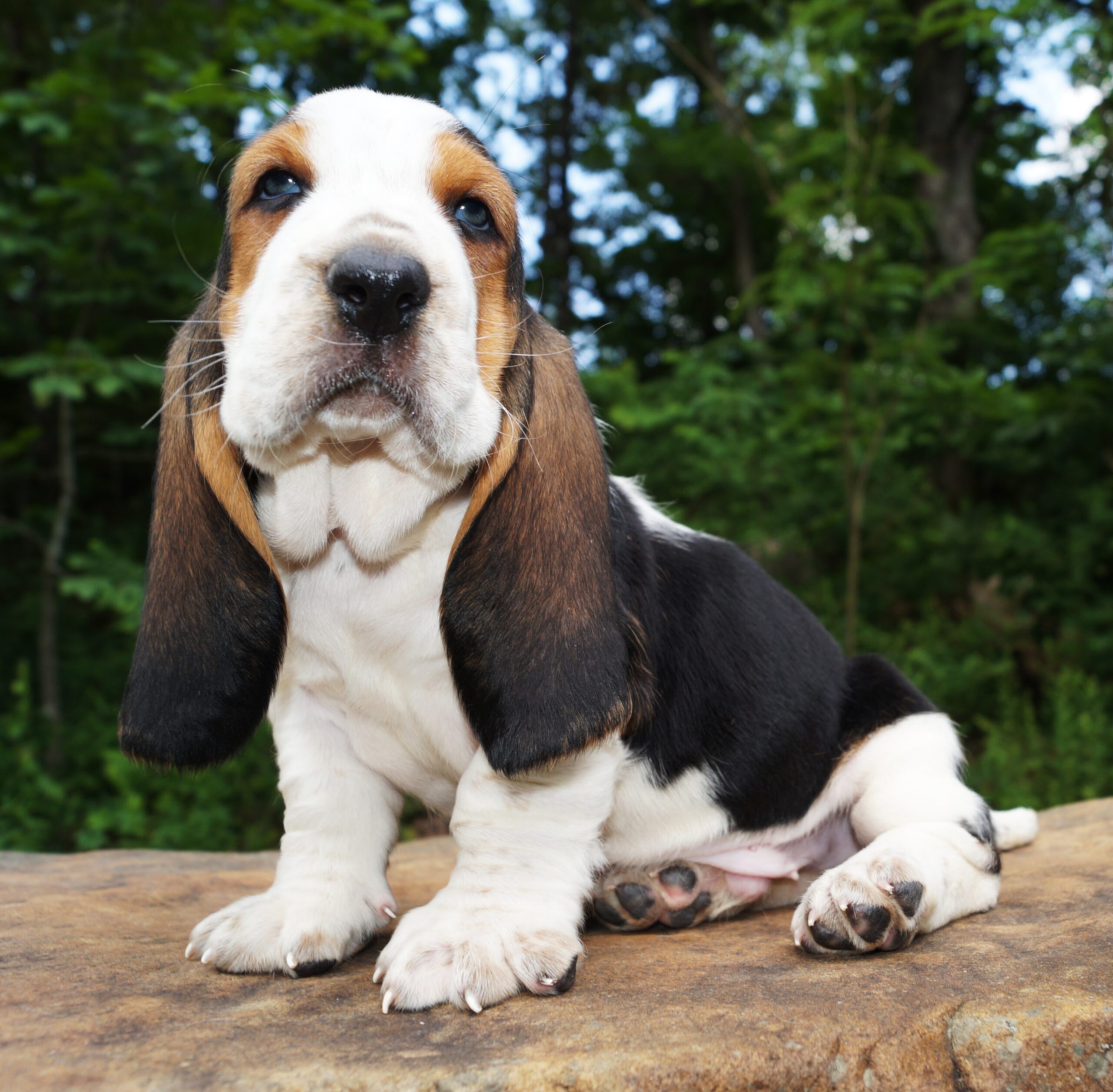 AKC Basset Hound puppies