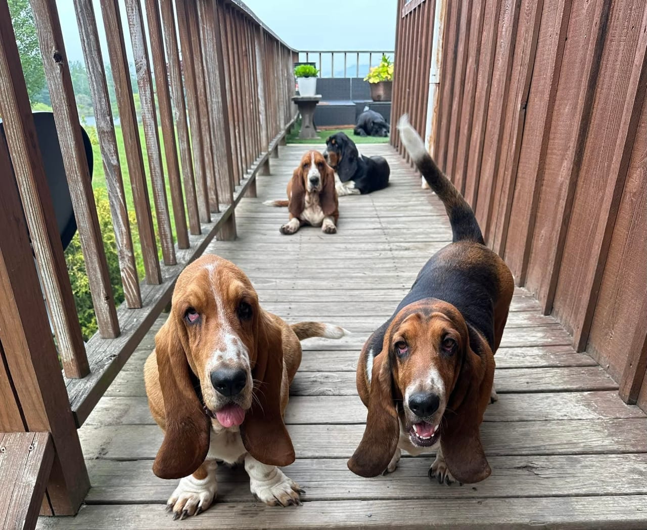 A happy, healthy Basset Hound puppy